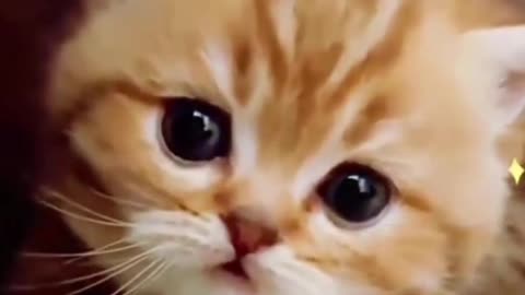 It is Beautiful Cat 🐈 Please Like &, Subscribe My Rumble Channel