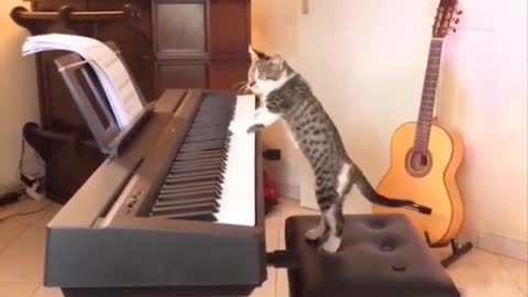 Cat with piano, funny cat video