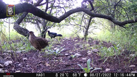 Kalij Pheasant family