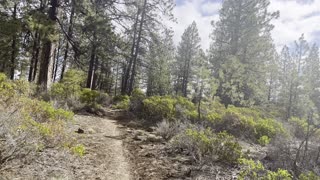 Thicker Brush Section of Deschutes River Trail – Central Oregon – 4K