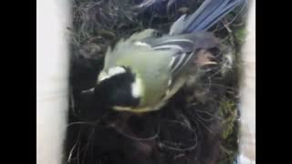 Time Lapse Video of a Black Capped Chickadee Building it's Nest - Aww