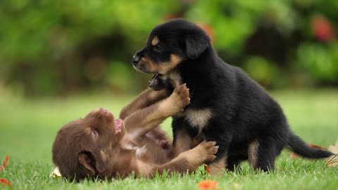 Lindos perritos bebe jugando
