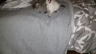 Kittens are landing
