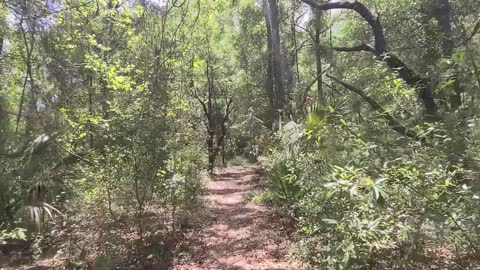 Florida Trail Hike from Ross Prairie Trailhead to Pruitt Trailhead Video 1