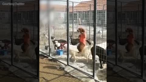 Dogs are escaping from cages