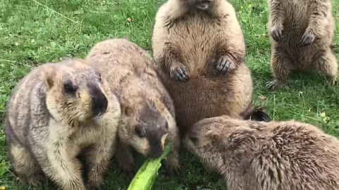 19 #What to shoot today #Wonderful animal world #Groundhog marmot eating cucumber