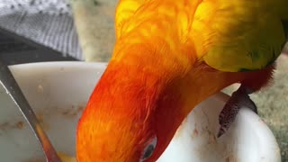 Slow motion of parrot eating