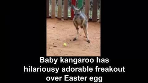 Baby kangaroo has hilariously adorable freakout over Easter egg