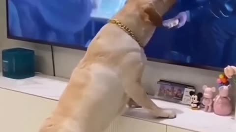 Very funny viedo cat 😺 and dogs 🐶