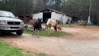 Chaos on the farm when someone leaves the gate open.