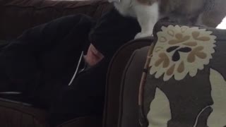 Corgi puppy climbs on owner sleeping on couch