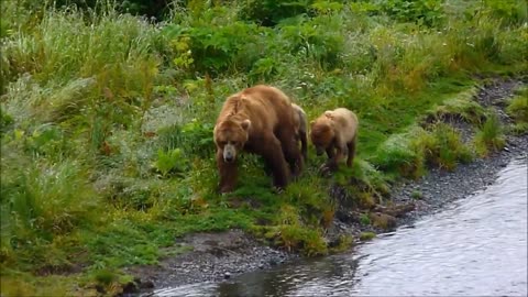 Kodiak brown bears hunting and playing at a wildlife refuge in Alaska