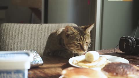 Cute cat ready for the breakfast 2021.