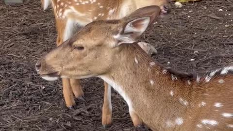 Mama Fawn is tired.