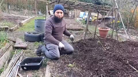 How to Grow Potatoes in Woodchips - No Dig Method, None or Little Watering