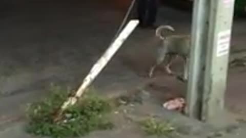 Stray dog stunt wait for it viral hog short best video.