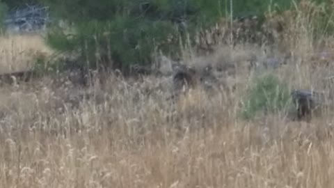 Bull Elk Chasing Cow