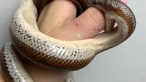 Dangerous snake