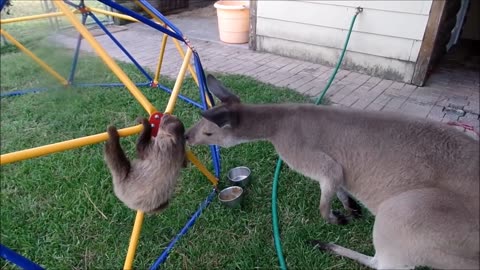 Funny Animals | Baby Sloths Learning to be Sloths