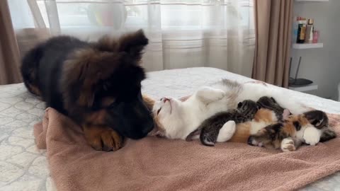 German_4_Puppy_Meets_Mom_Cat_with_Newborn_Kittens_for_the_First_Time(1080p60)