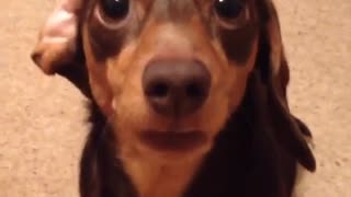 Busy Miniature Dachshund has a lot to say
