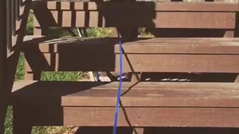 Black dog blue leash climbing up wooden stairs outside