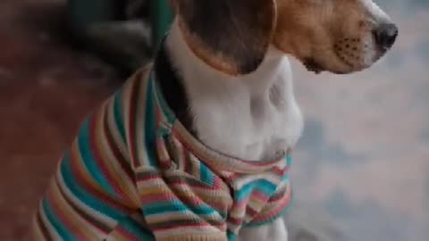 Asley look at mee 😱🐶 #beagle #dog #trending #shorts #viral #beaglepuppy