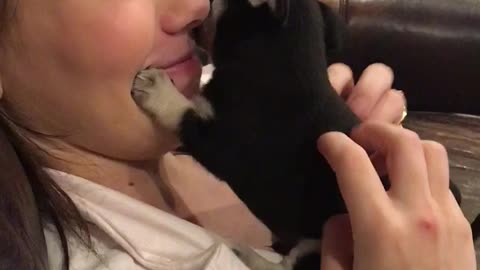Chihuahua Puppy kisses