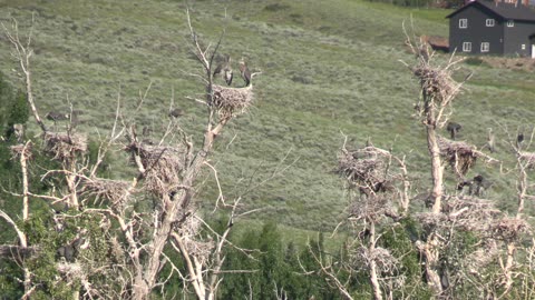 Yellowstone Trip Part 6