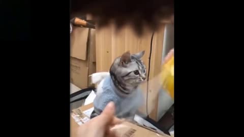 Cat Helps Cut Duct Tape