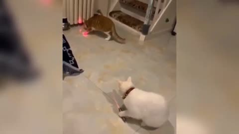 Funny Animals Сompilation 👍 Best Of The 😹 2020-2021 🤣 #13