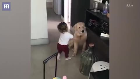 Toddler hugs Golden Retriever before heading out to school Daily Mail