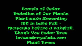 Sounds of Cedar Melodies of Our Plants