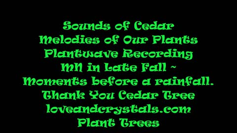 Sounds of Cedar Melodies of Our Plants