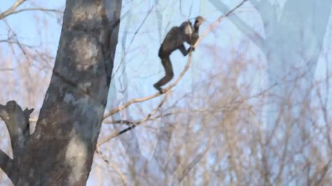 Gibbons Swinging