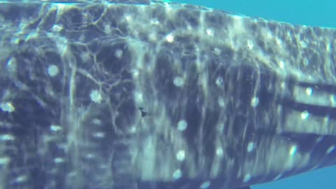 big whale shark too close 2