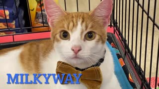 Milkyway at Mission for Paws