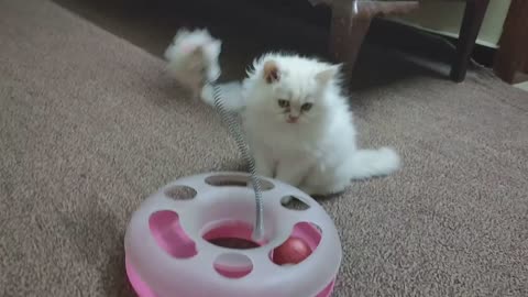 Adorable persian cat is playing with a toy