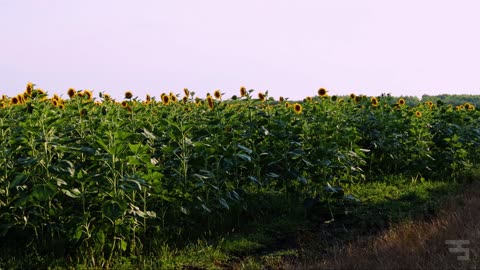 On the plantation fields of Kompolt - Short Summertime Ambiance Documentary Video (2024) #hungary