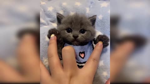 TOP Cute and Funny Cat Videos to Keep you smiling