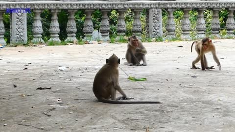 Attack between snake and monkey like a funny