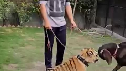 Tiger vs goat