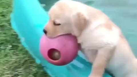 Puppy Playing In The Water - UrPetsHouse