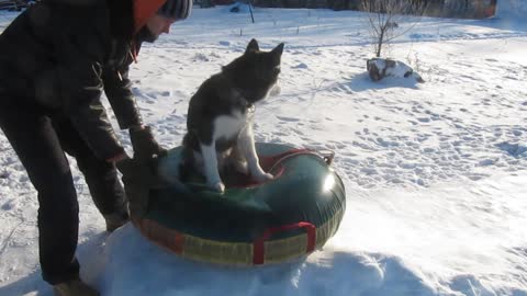 Siberian Husky enjoys sledding in the snow