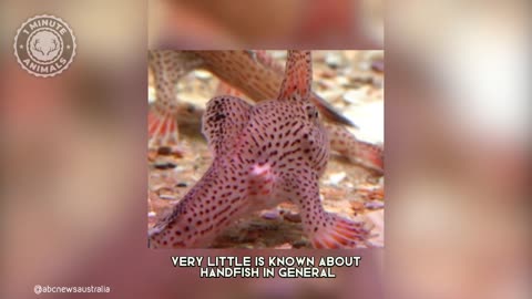 Handfish 🐠 The Quirky Walking Fish! Animals