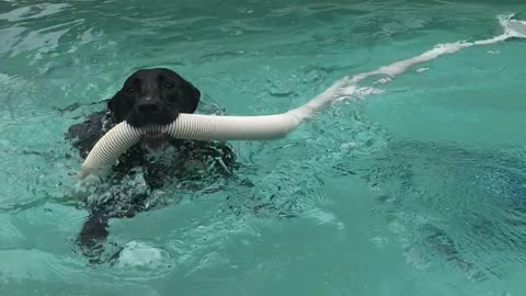 Rosie is Determined to Retrieve Pool Vacuum