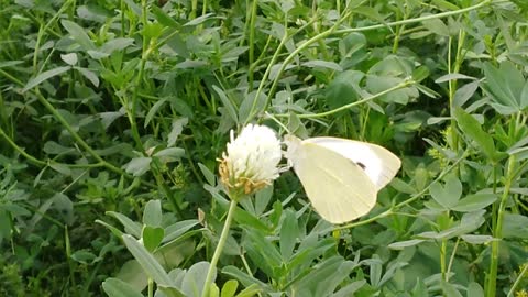 AisB world of butterfly in Pakistan looks amazing a sitting butterfly