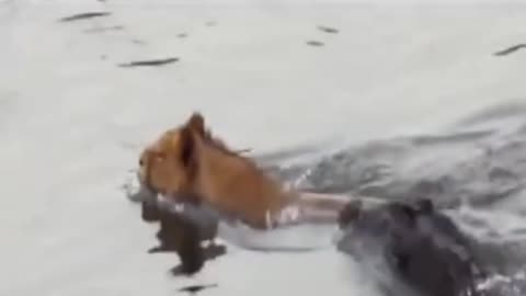 Tiger and Crocodile survives in water Tiger escapes stuck Crocodile Live Video.