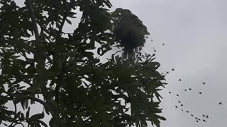 Spider nest explosion in Brazil!