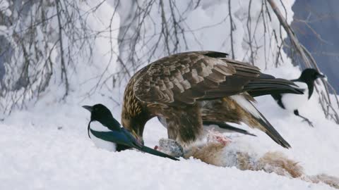 Close-up of golden eagle eating on dead fox in the mountains at winter